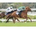  Carrera: P.Arkaitz Monta: S.Ruis Caballo: Rush in the City